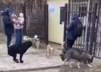 На Кубани бродячие собаки нападают на детей