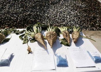 На Кубани начали сеять сахарную свеклу