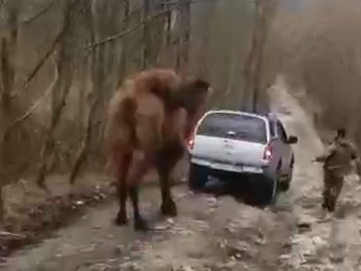 В Сочи появились подробности нахождения верблюдицы, сбежавшей из сафари-парка