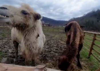 В Сочи после месячной разлуки воссоединилась пара верблюдов — Зухра и Кеша