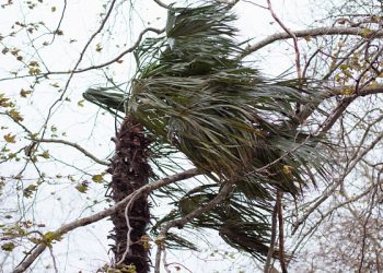 В Сочи с вечера пятницы произойдет усиление ветра