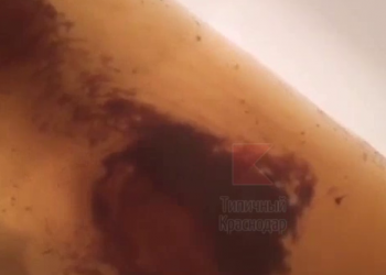 В Краснодаре изобрели «изподкранный» чай