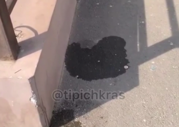 «Это проблема всего города»: как жители Краснодара собрались бороться с собачьими экскрементами на улицах