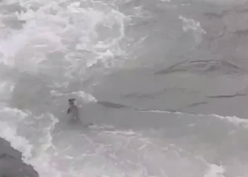 В реке Сочи заметили выдру, которая хотела отведать форели