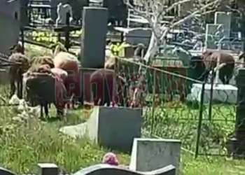 На Кубани вандалы в бараньих шкурах вытоптали и съели целое кладбище