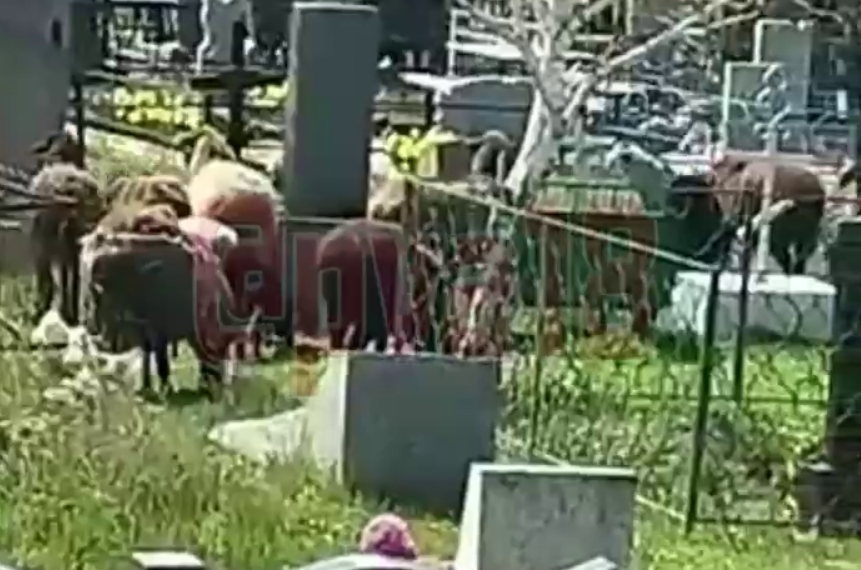 На Кубани вандалы в бараньих шкурах вытоптали и съели целое кладбище