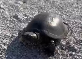 Глава Приморско-Ахтарского района Максим Бондаренко на берегу моря снял на видео черепаху