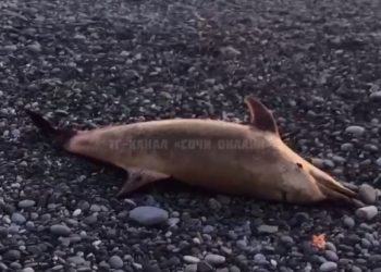 В Сочи обнаружили мертвого дельфина
