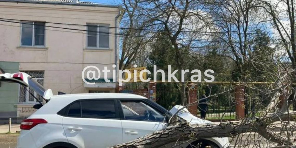 В Краснодаре упавшее на улице Передовой дерево повредило припаркованный Hyundai