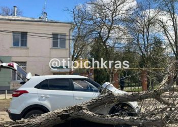 В Краснодаре упавшее на улице Передовой дерево повредило припаркованный Hyundai