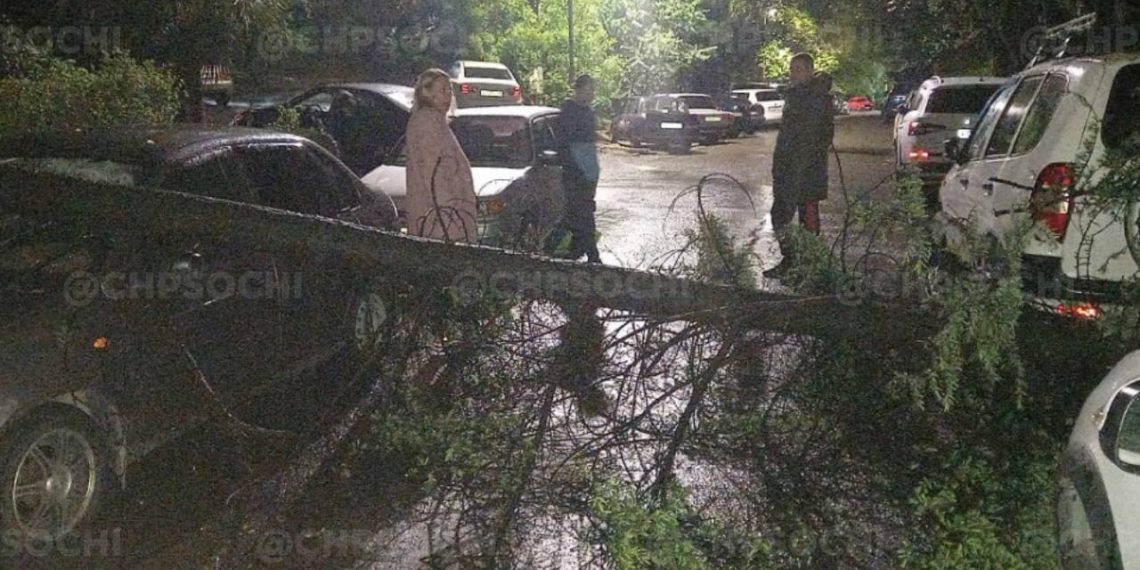 В Сочи второе упавшее за день дерево повредило очередной автомобиль