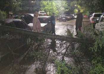 В Сочи второе упавшее за день дерево повредило очередной автомобиль