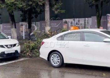 В Сочи упавшее дерево задело авто