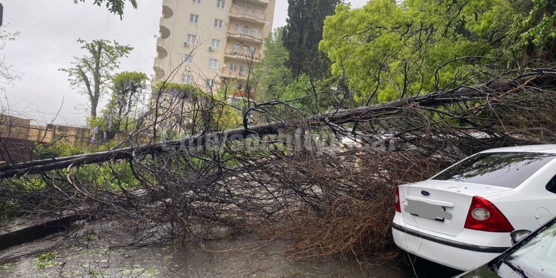 В Сочи дерево рухнуло на автомобиль
