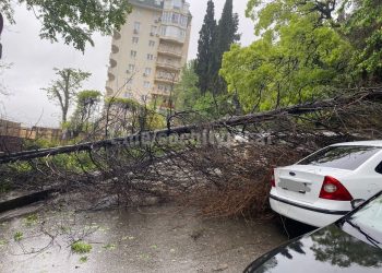 В Сочи дерево рухнуло на автомобиль