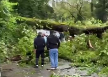 В Сочи упало огромное дерево и перегородило дорогу