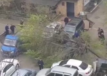 В Краснодаре дерево упало на автомобиль