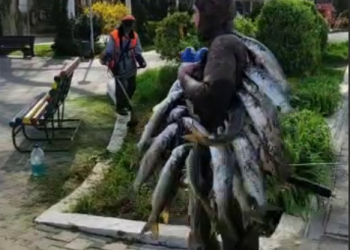 Клевало так, что забыл все на свете: в Анапе заметили увешанного рыбой подводного охотника