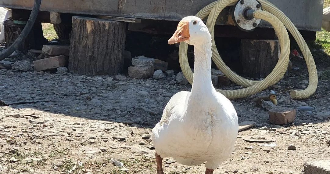 На Кубани за 1,5 миллиарда рублей продают гуся