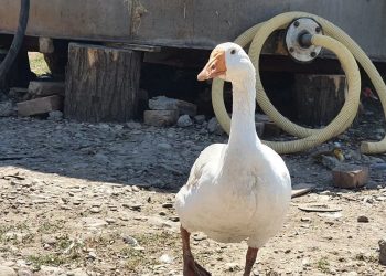 На Кубани за 1,5 миллиарда рублей продают гуся