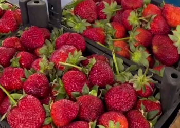 «Трава травой»: в споре за цены на клубнику россияне встали на сторону повара Ивлева