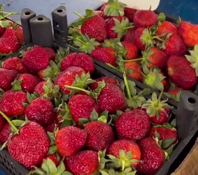 «Трава травой»: в споре за цены на клубнику россияне встали на сторону повара Ивлева