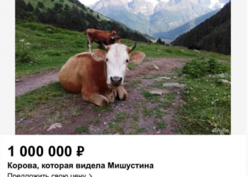 Фермер из Черкесска за 1 млн рублей продает корову, видевшую премьер-министра РФ Мишустина