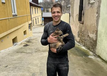 В Новороссийске спасли кота, который двое суток просидел на дереве