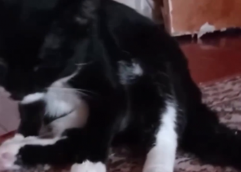 По факту жестокого обращения с животными в Сети полиция Краснодара проводит проверку