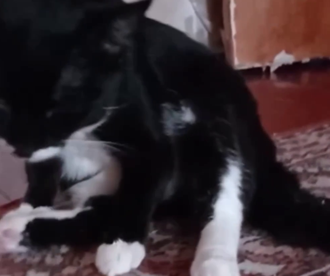 По факту жестокого обращения с животными в Сети полиция Краснодара проводит проверку