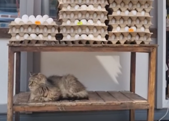 На Кубани запечатлели кота с яйцами