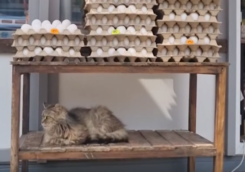 На Кубани запечатлели кота с яйцами