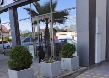 В Сочи козел ломился в аптеку