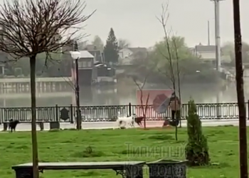 В Краснодаре стая бродячих собак напала на мужчину прямо на набережной