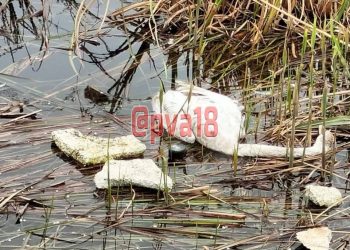 В Анапе засняли погибших лебедей