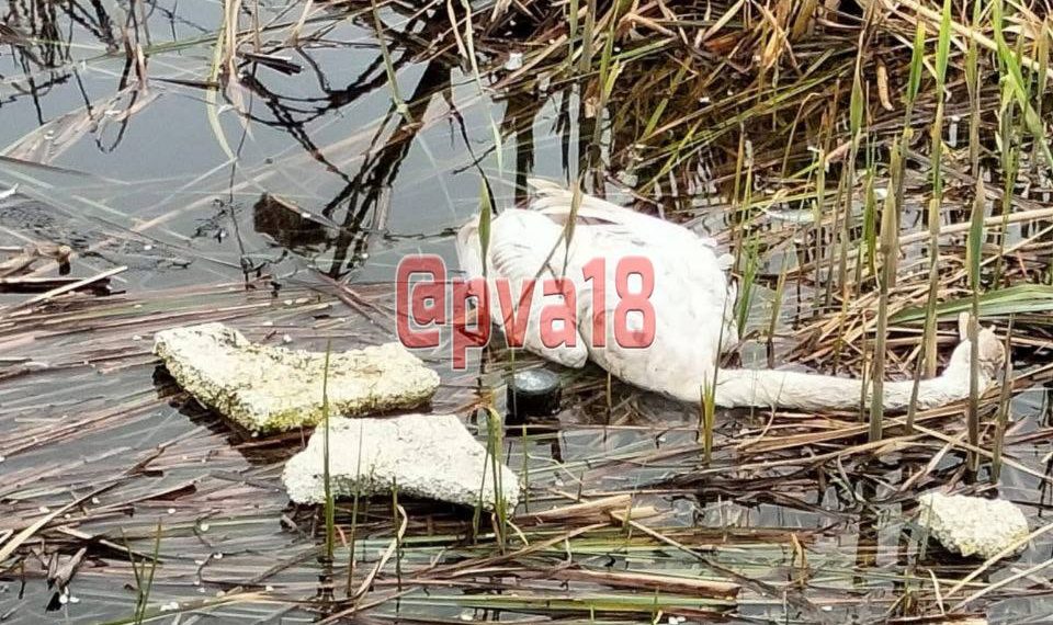 В Анапе засняли погибших лебедей