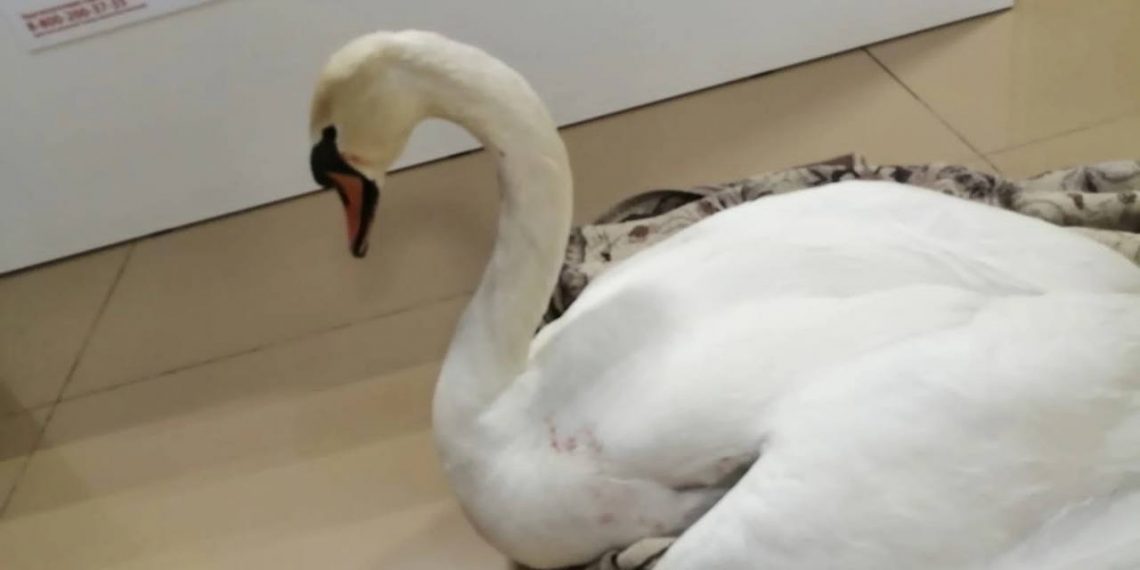 В Анапе в лебедя выстрелили шесть раз, а потом его сбил мопед