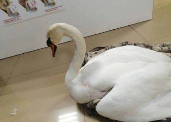 В Анапе в лебедя выстрелили шесть раз, а потом его сбил мопед