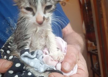 В Новороссийске спасли котенка, застрявшего в вентиляционном окне двери