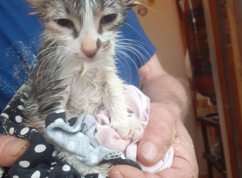 В Новороссийске спасли котенка, застрявшего в вентиляционном окне двери