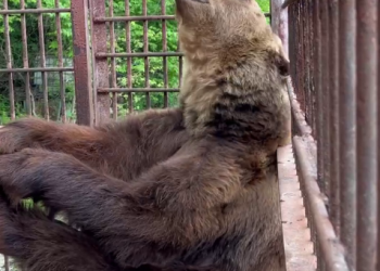 Сочинский медведь Винни, спасённый из сафари-парка, по утрам регулярно делает зарядку
