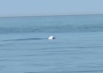 В Сочи в море засняли дельфина-альбиноса