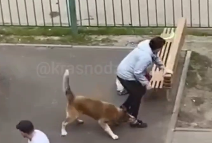 В Ростовской области собака покусала женщину прямо на детской площадке