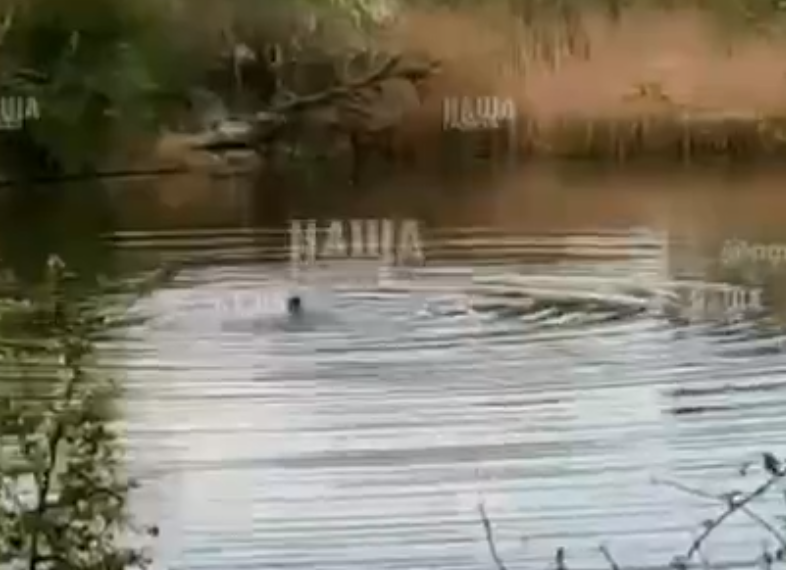 На Кубани мужчина странным образом утонул на глазах рыбаков