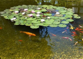 На Кубани цветных карпов закормили до смерти