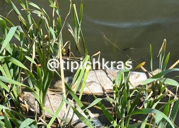 МЦУ назвал причину гибели рыбы в Карасунских озёрах Краснодара