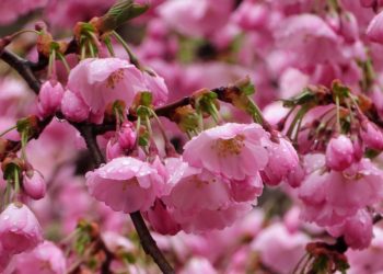 Красота: в Сочи в апреле зацвела сакура