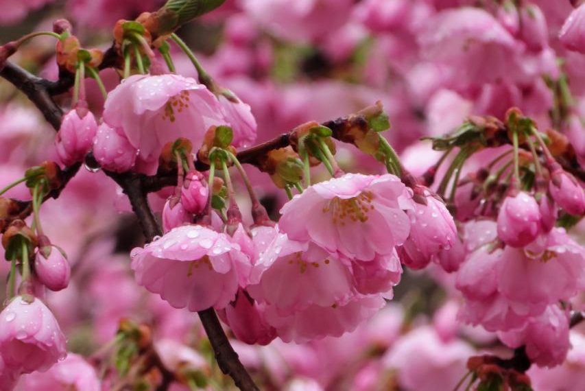 Красота: в Сочи в апреле зацвела сакура