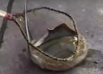 В Сочи поймали ската