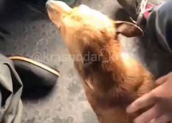 В Лабинском районе Кубани спасли щенков во время паводка